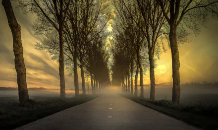 HD PC desktop wallpaper: foggy, tree-lined paved road with bare trunks receding into mist under a golden sunrise.