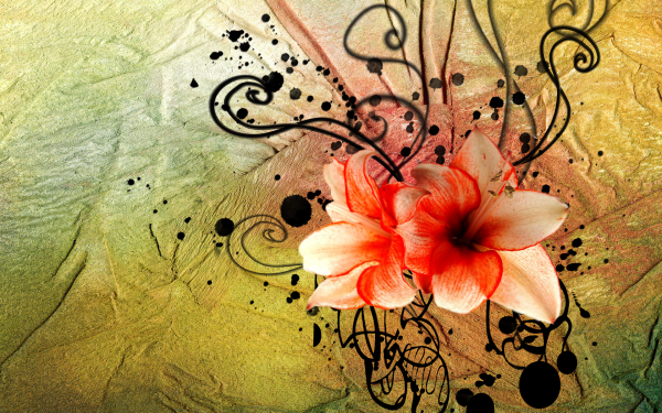 Artistic Flower Flowers Design Floral Lily HD Wallpaper | Background Image