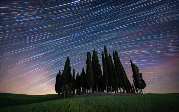 tree sky nature star trail HD Desktop Wallpaper | Background Image