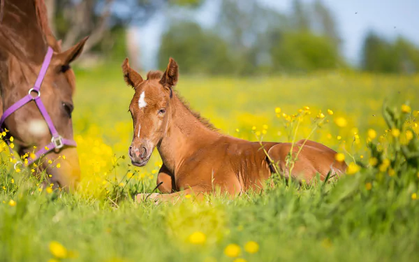 A foal resting in a vibrant yellow flower field with blurred background, showcasing a depth of field effect in this 4K Ultra HD horse-themed wallpaper.