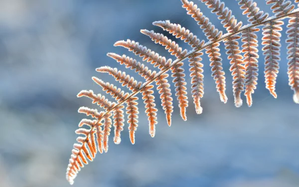 frost macro nature fern HD Desktop Wallpaper | Background Image