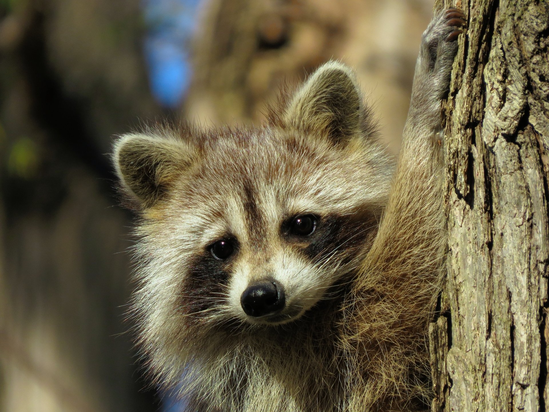 Download Animal Raccoon HD Wallpaper