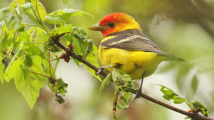 A vibrant western tanager, a passerine bird, perched on a leafy branch, captured in this HD desktop wallpaper showcasing the colorful tanager species.