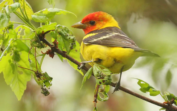  Western Tanager (piranga ludoviciana)