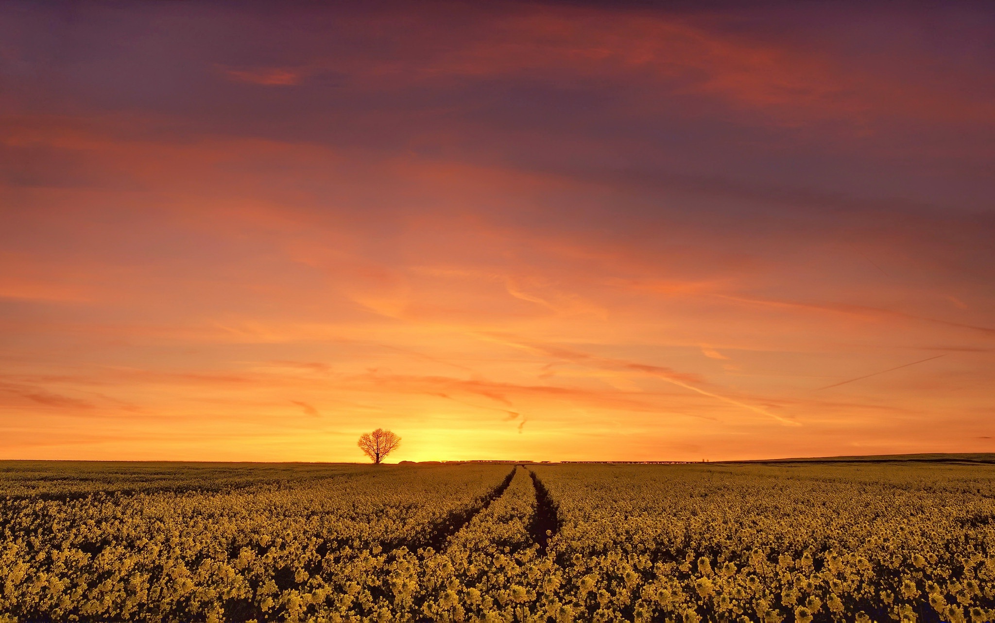 Nature Rapeseed HD Wallpaper