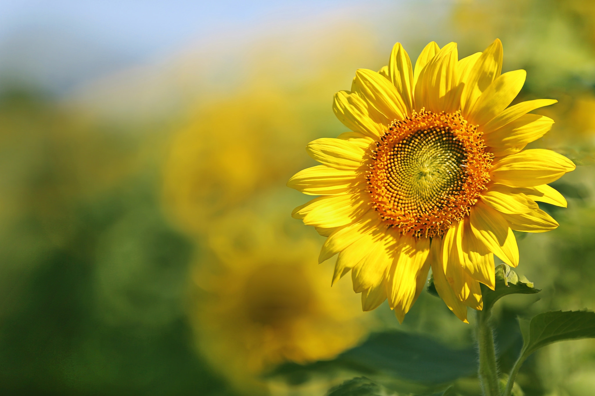 Sunflower HD Wallpaper | Background Image | 2048x1365