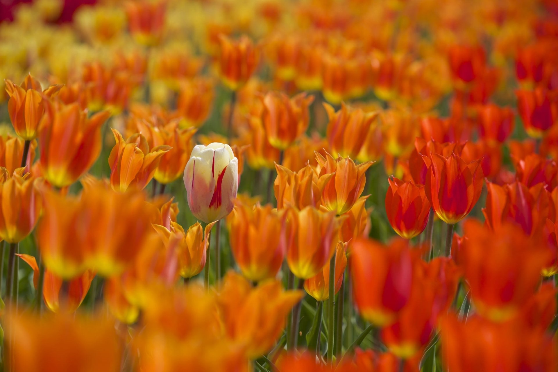 Download Orange Flower Summer Flower Nature Tulip HD Wallpaper