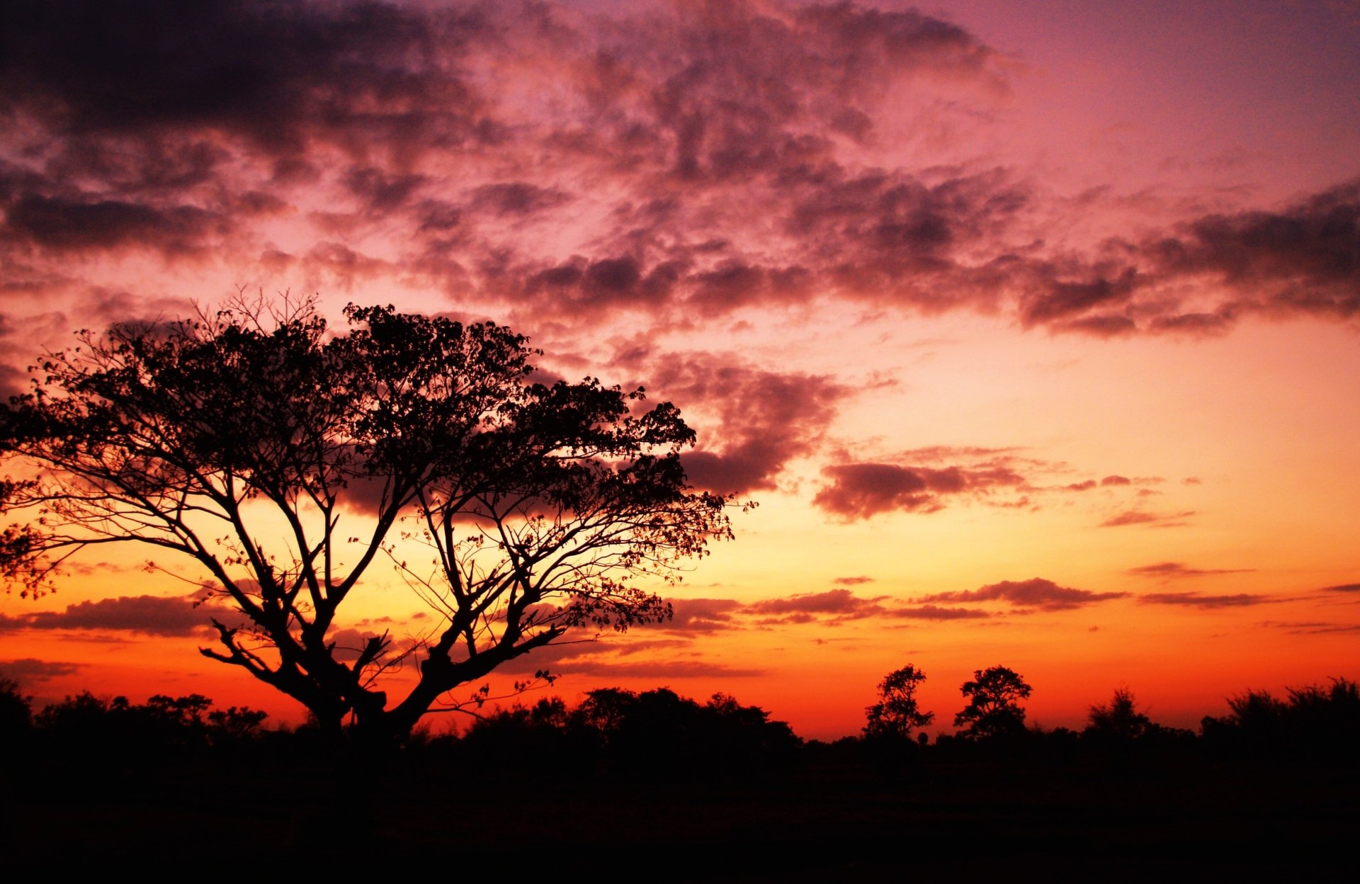 Download Sky Silhouette Tree Nature Sunset HD Wallpaper | 3144x2044 ...