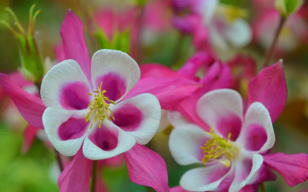  Pink Columbines
