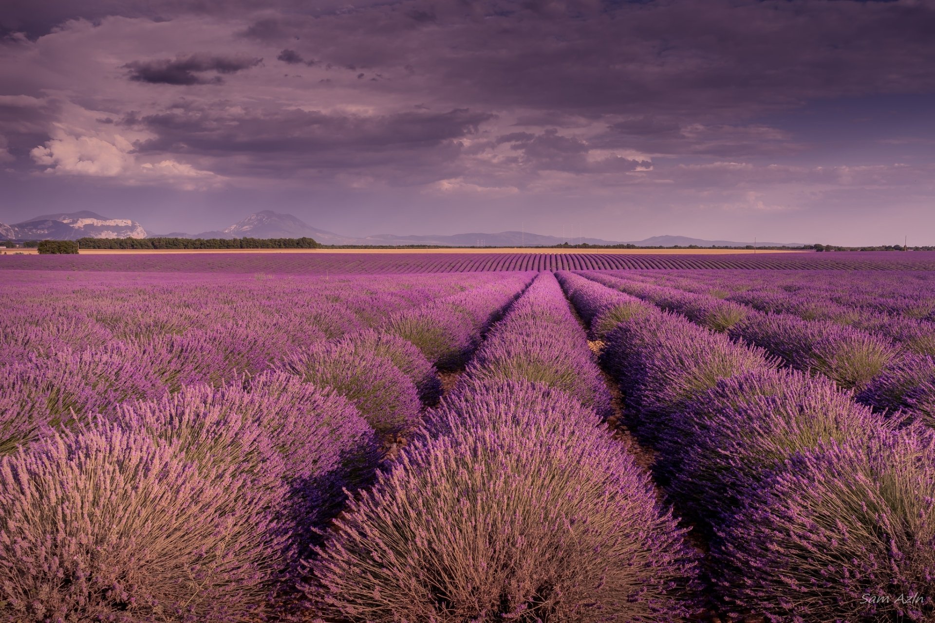 Download Purple Flower Field Landscape Summer Nature Lavender HD Wallpaper by Sam Azln