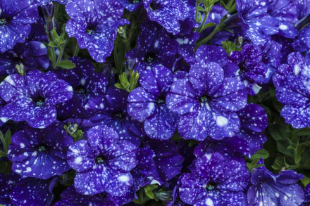 purple flower flower nature petunia HD Desktop Wallpaper | Background Image