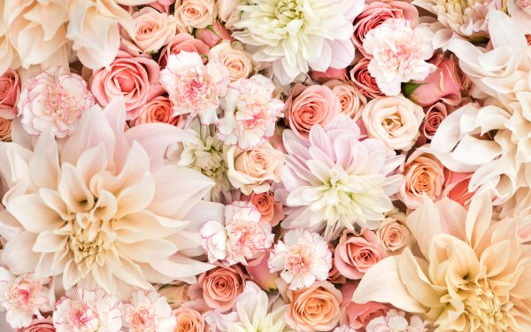 Earth Flower Flowers Rose Dahlia Carnation Pastel White Flower Pink Flower HD Wallpaper | Background Image