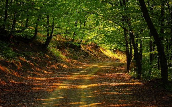 Man Made Road Dirt Road Forest Spring Tree HD Wallpaper | Background Image