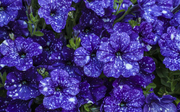 purple flower flower nature petunia HD Desktop Wallpaper | Background Image