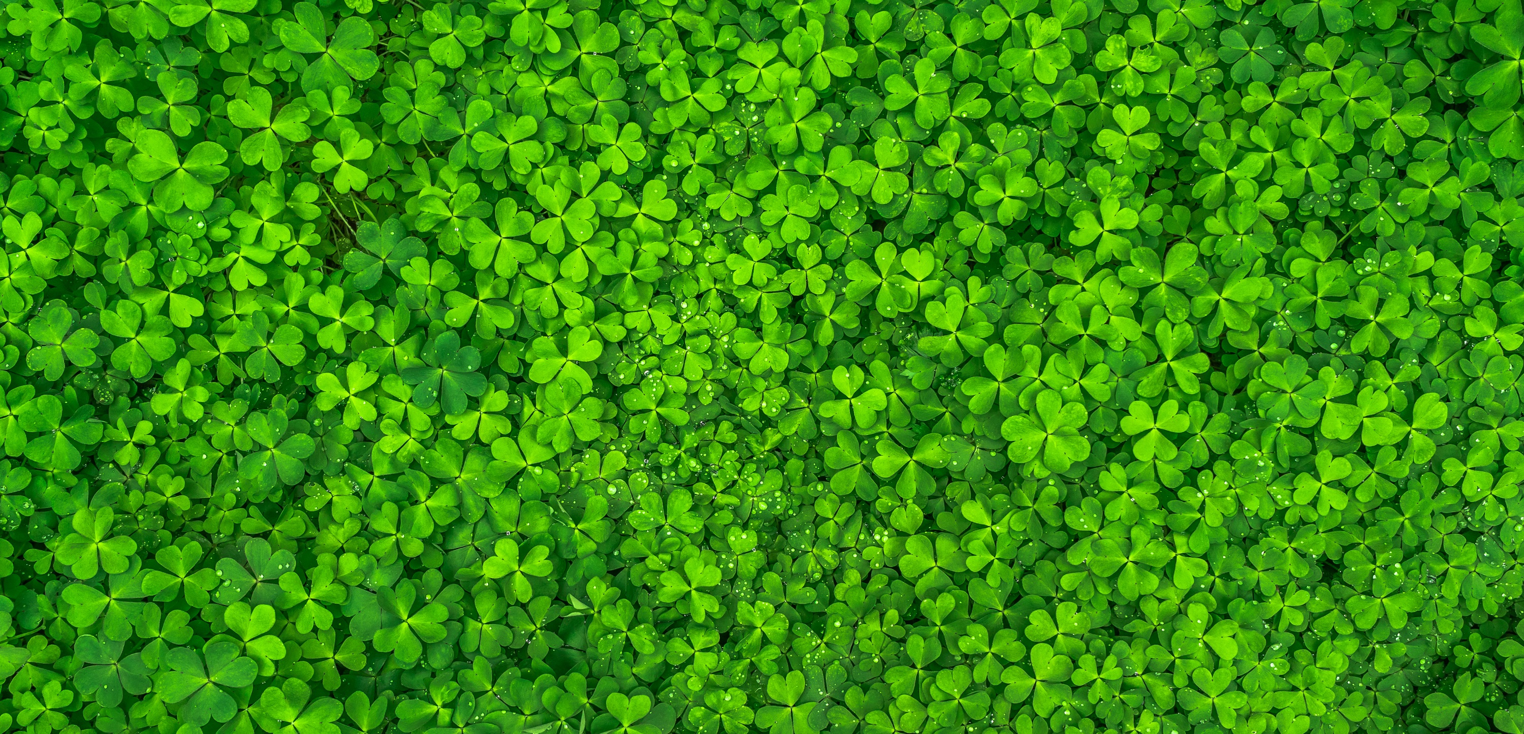 40 Clover HD Wallpapers and Backgrounds