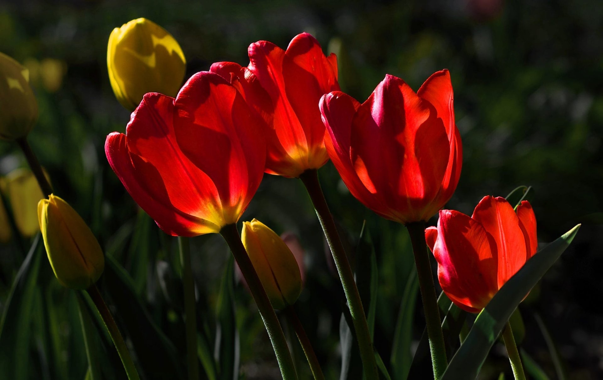 Download Red Flower Flower Nature Tulip HD Wallpaper | 2000x1260 ...