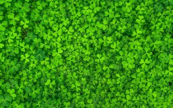 49 clover hd wallpapers background images wallpaper abyss 49 clover hd wallpapers background