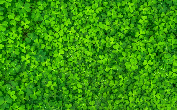 Vibrant green clover leaves cover the surface, creating a lush and inviting natural backdrop. This HD desktop wallpaper showcases the beauty of nature.
