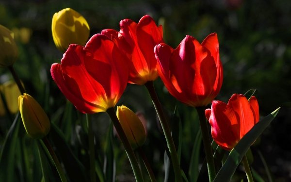 Earth Tulip Flowers Nature Flower Red Flower HD Wallpaper | Background Image