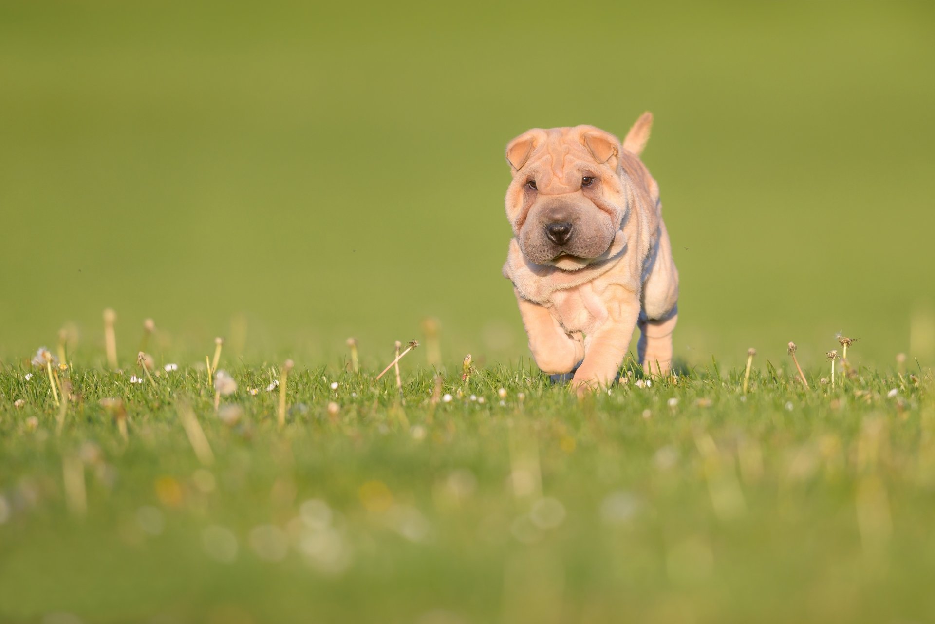 Download Grass Puppy Baby Animal Dog Animal Shar Pei HD Wallpaper