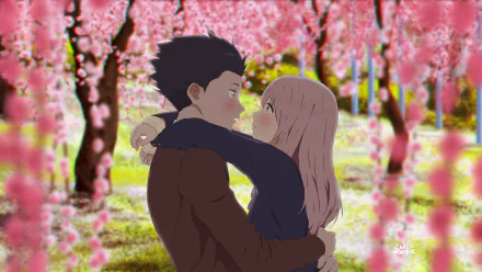 HD desktop wallpaper featuring Shouya Ishida and Shouko Nishimiya from the anime A Silent Voice, embracing amidst a backdrop of beautiful cherry blossom trees.