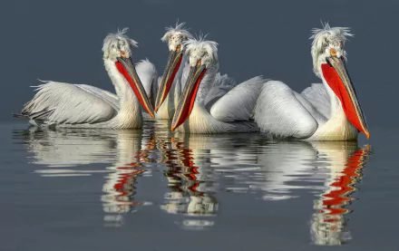 HD desktop wallpaper of four pelicans with striking red beaks reflected in calm water, showcasing the beauty of these birds.