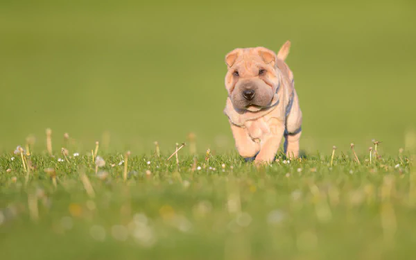 grass puppy baby animal dog Animal shar pei HD Desktop Wallpaper | Background Image