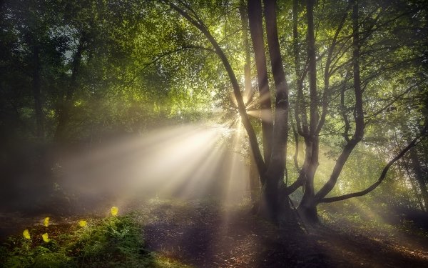 Nature Sunbeam Tree HD Wallpaper | Background Image