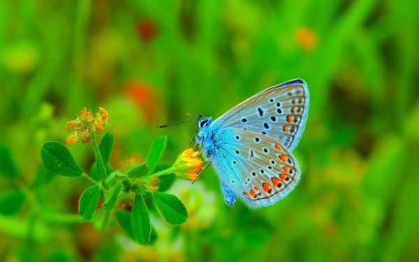 Animal Butterfly Blue Insect HD Wallpaper | Background Image