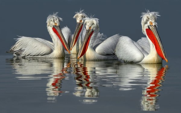 Animal Pelican Birds Pelicans Bird Beak Wildlife Reflection HD Wallpaper | Background Image