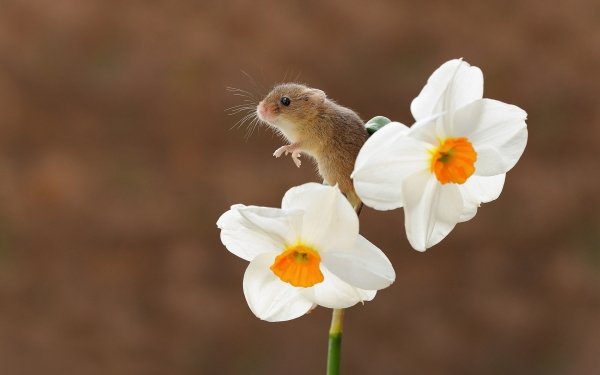 Animal Mouse Rodent Flower Daffodil White Flower HD Wallpaper | Background Image