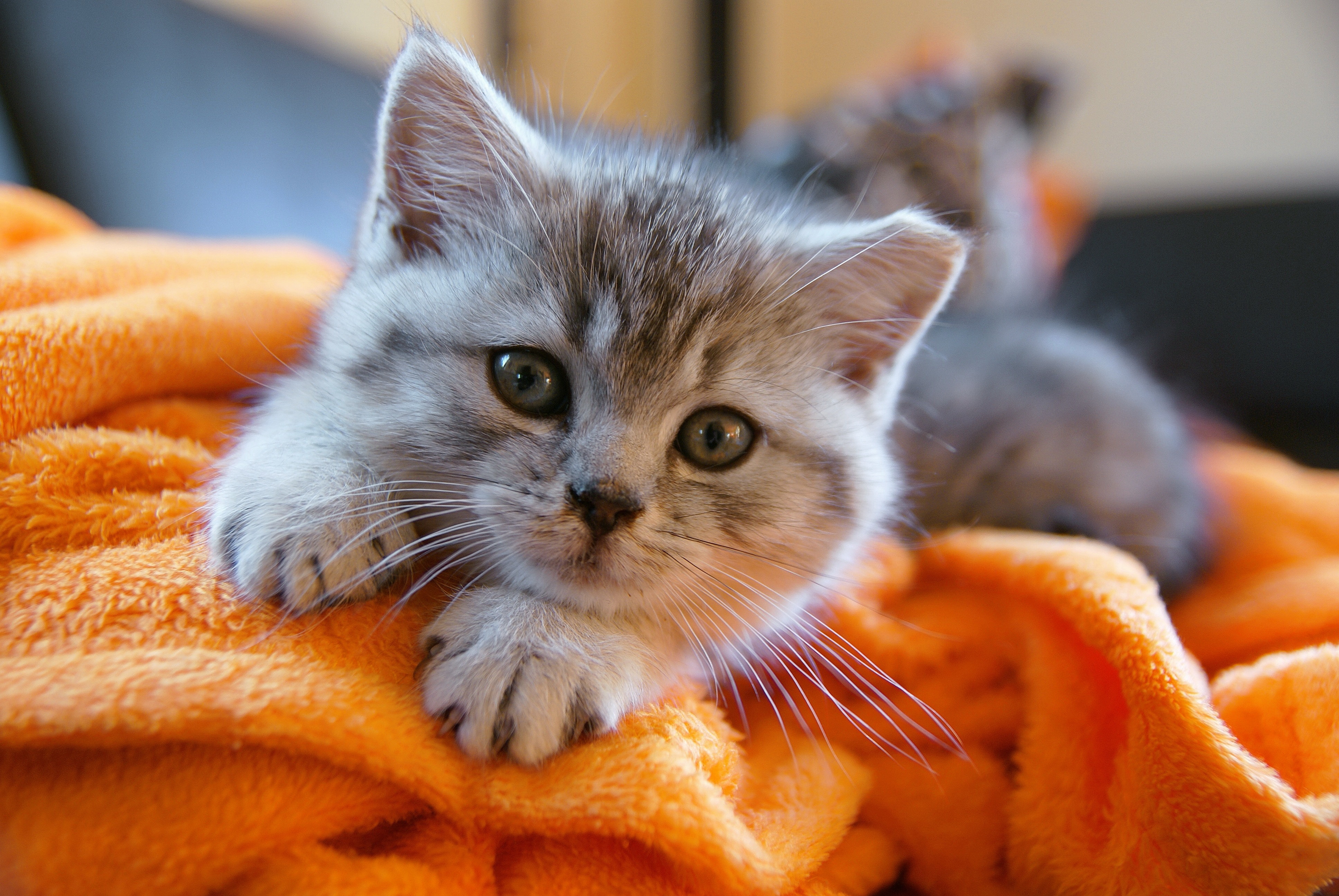 Cute Kitten 4k Ultra Hd Wallpaper Background Image 3872x2592 Id 9692 Wallpaper Abyss