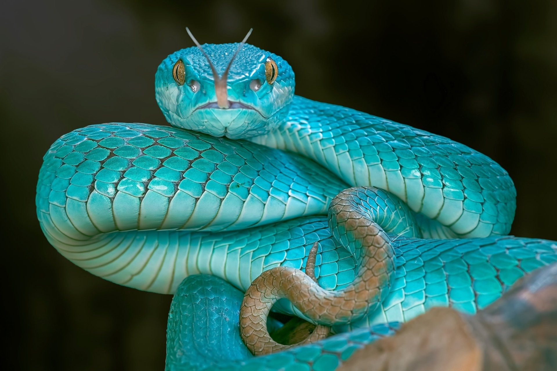 A very rare Blue Pit Viper Snake