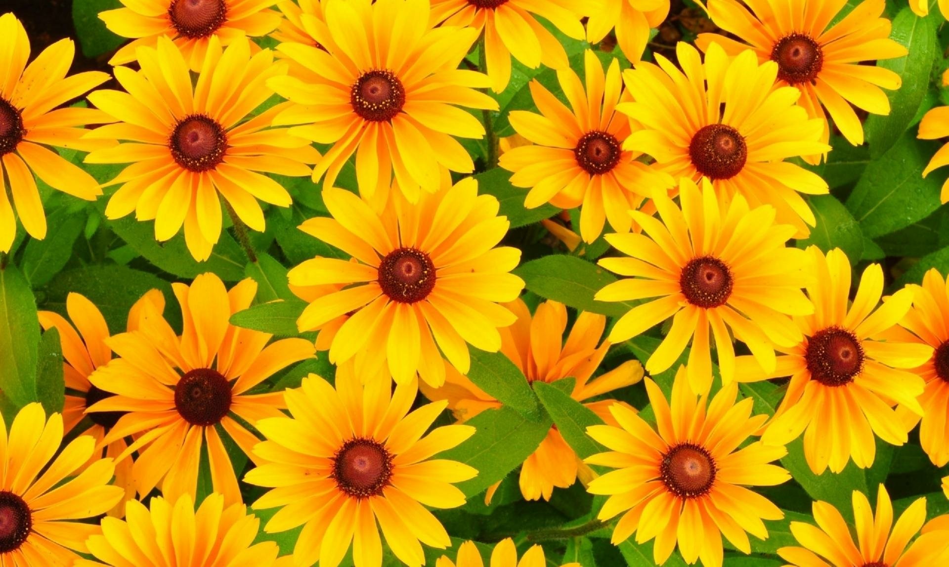 Download Yellow Flower Rudbeckia Flower Nature Black-eyed Susan Black