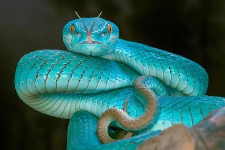 Close-up HD desktop wallpaper of a vibrant blue viper snake coiled with detailed scales and piercing eyes against a dark, blurred background.
