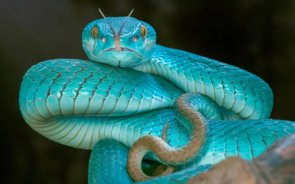 Close-up HD desktop wallpaper of a vibrant blue viper snake coiled with detailed scales and piercing eyes against a dark, blurred background.