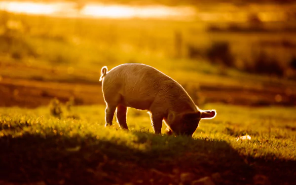 HD desktop wallpaper of a baby pig grazing on a sunlit field, with a depth of field effect highlighting the animal against a blurred background.