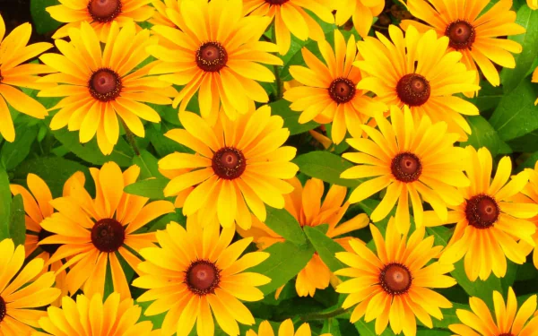  Rudbeckia
