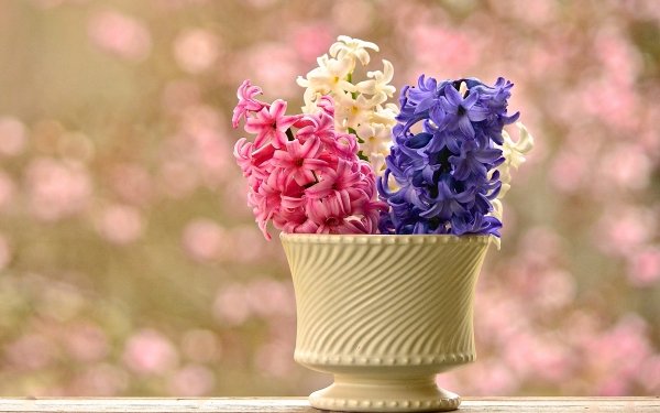 Man Made Flower Hyacinth Vase White Flower Pink Flower Purple Flower HD Wallpaper | Background Image