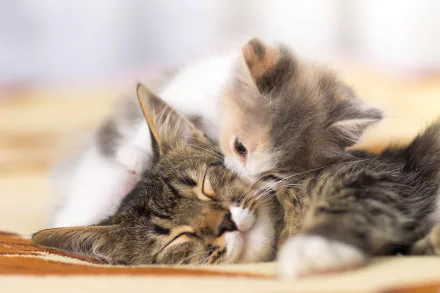 Two adorable kittens snuggle and kiss in a heartwarming moment, captured in a high-definition image that makes a cute and loving desktop wallpaper background.