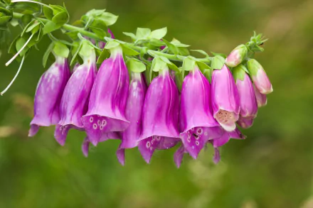 Close-up of purple foxglove blooms in spring against a soft green bokeh — 4K Ultra HD nature PC desktop wallpaper and background.
