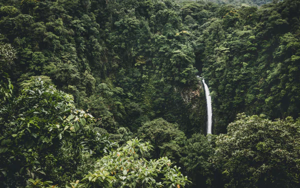 Lush jungle forest with a narrow waterfall plunging through dense canopy — 8K Ultra HD PC desktop wallpaper and background.