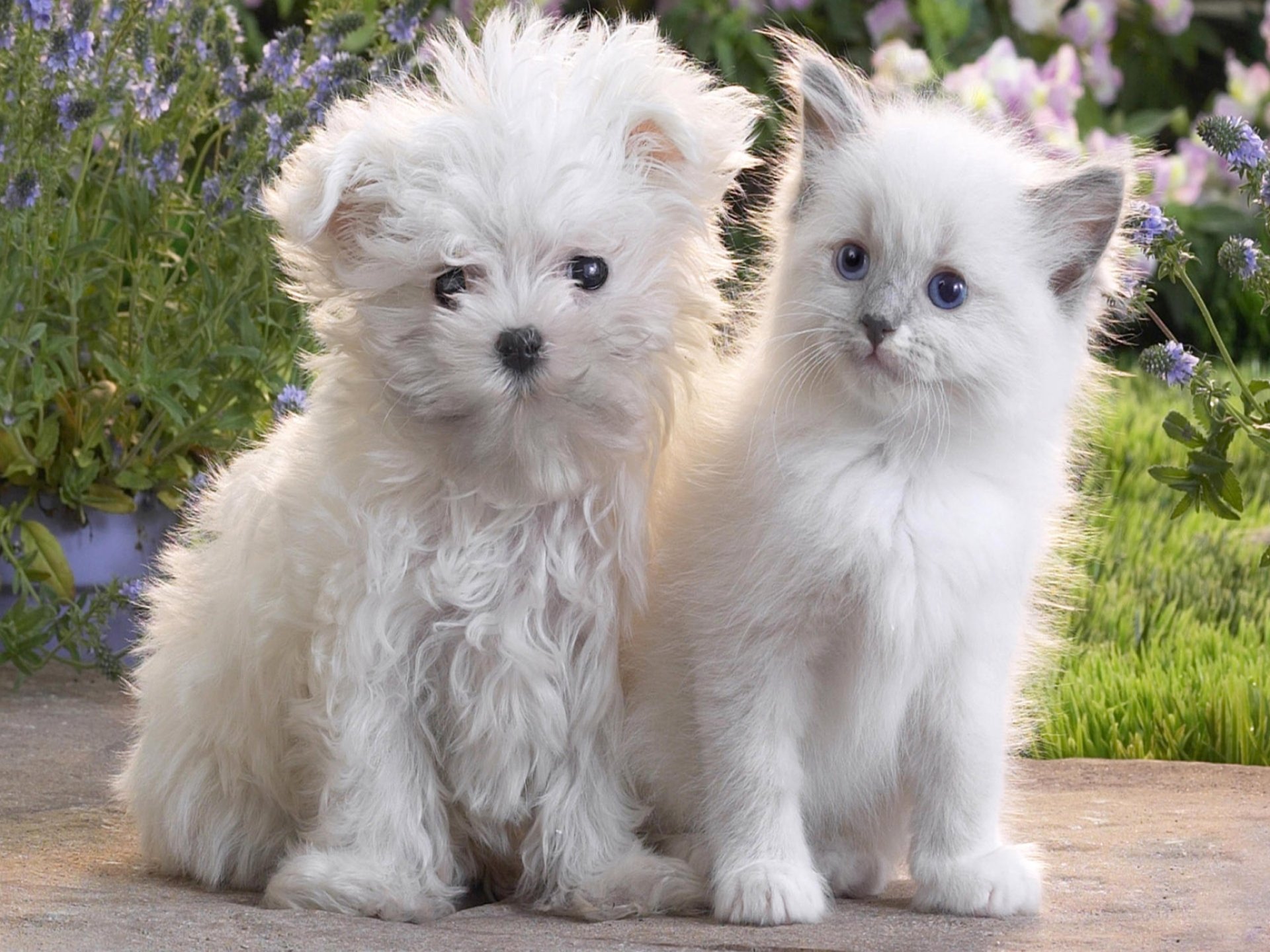 An adorable white puppy and kitten sit closely together on a pathway, surrounded by lush greenery and flowers in this HD desktop wallpaper. This image exudes charm and warmth with cute baby animals.