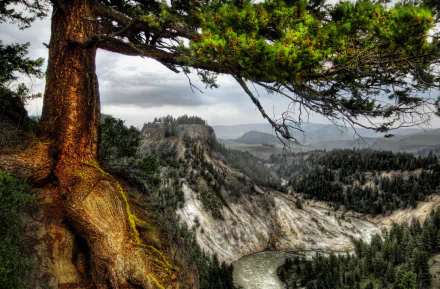 Yellowstone HD PC desktop wallpaper: rugged mountain and river canyon framed by a gnarled foreground tree, misty forested horizon.
