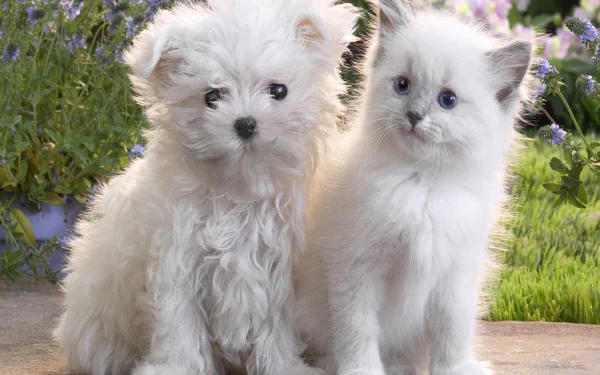 An adorable white puppy and kitten sit closely together on a pathway, surrounded by lush greenery and flowers in this HD desktop wallpaper. This image exudes charm and warmth with cute baby animals.