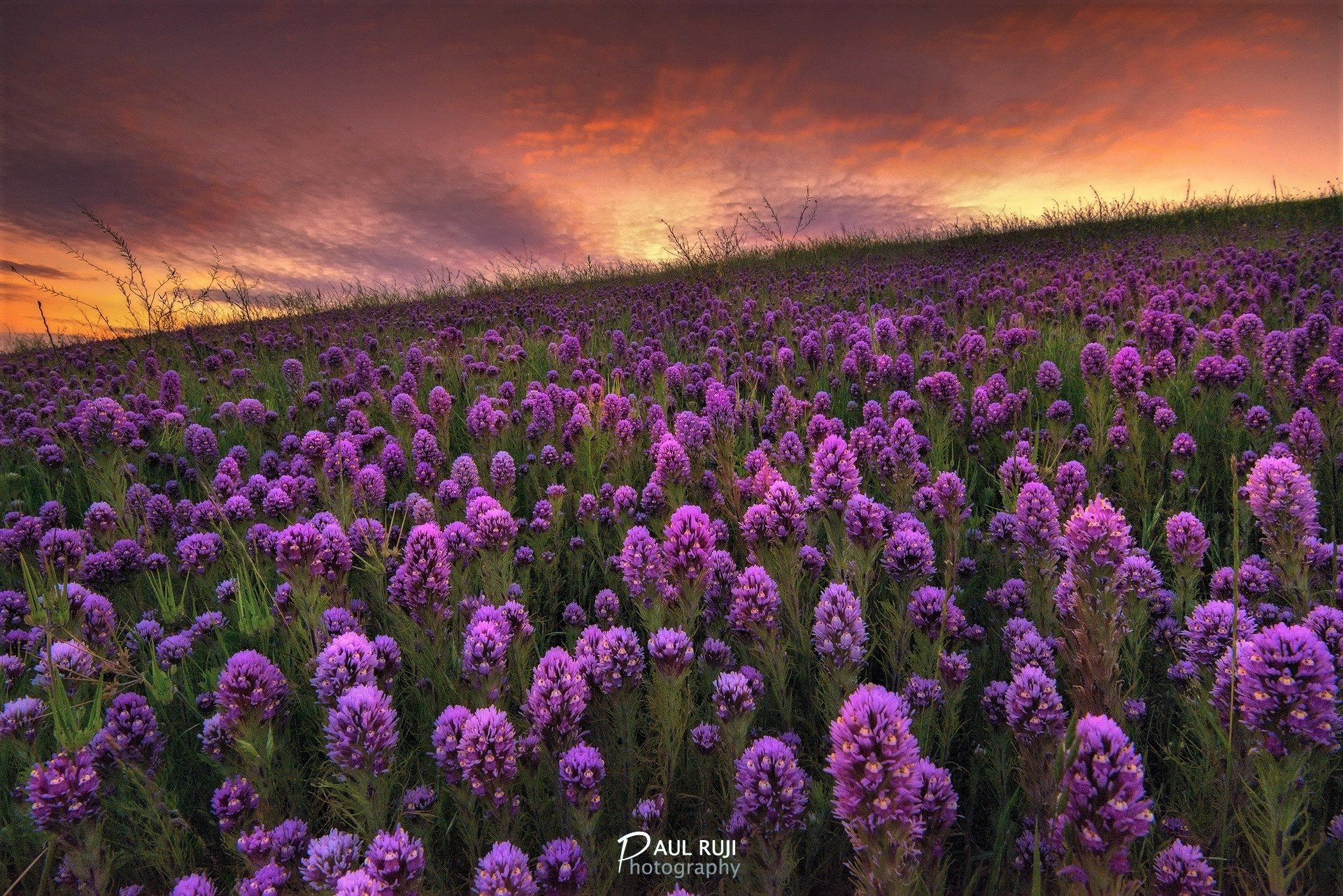 Download Purple Flower Spring Sunset Field Nature Flower HD Wallpaper ...