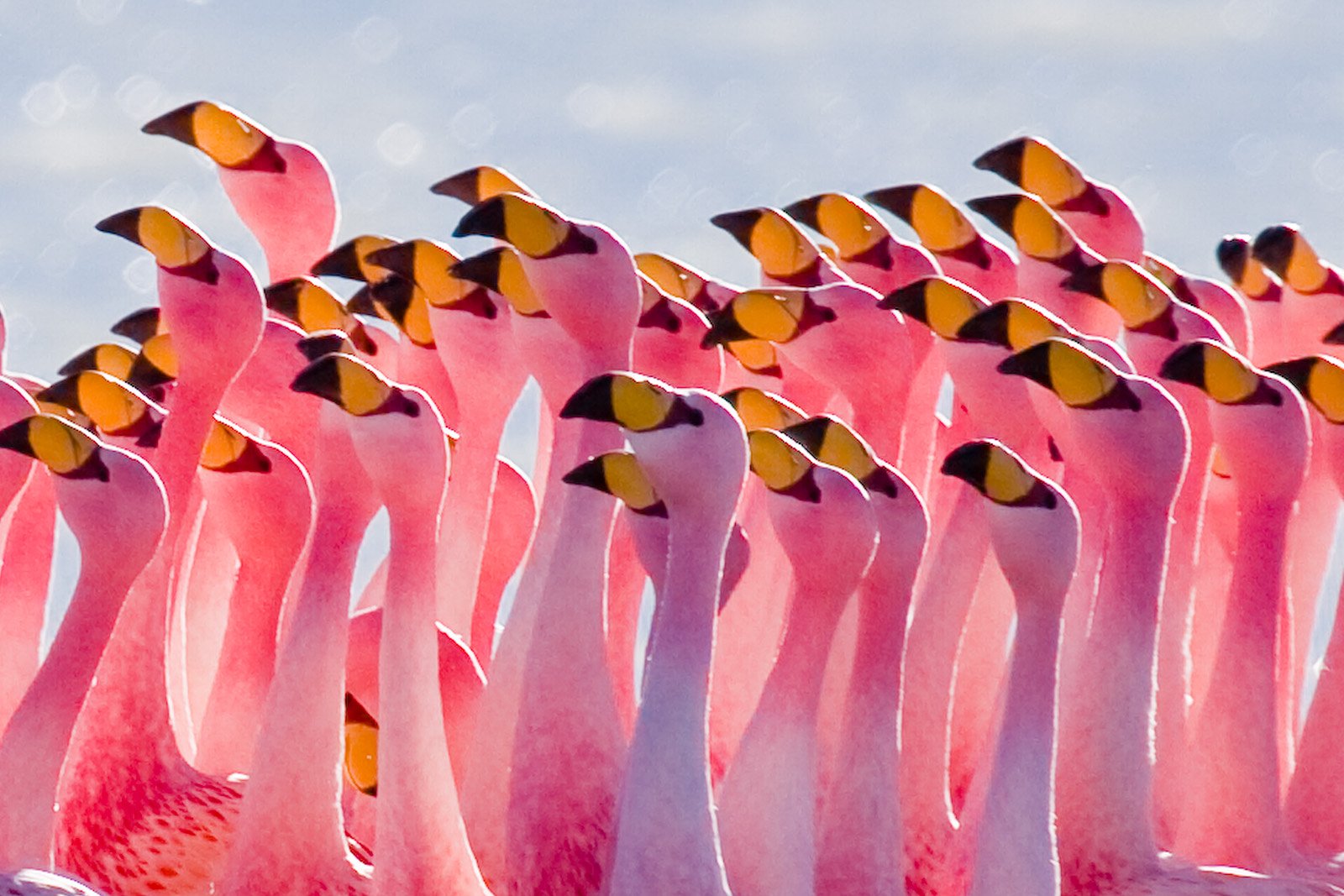 Download Pink Bird Animal Flamingo Wallpaper by Pedro Szekely