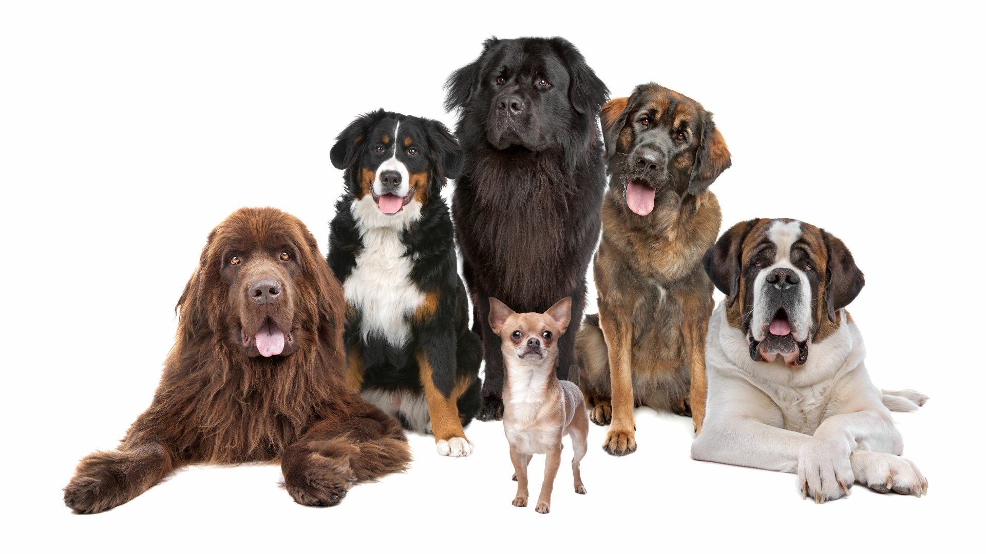 A 4K Ultra HD wallpaper featuring five dogs: a Chihuahua, Sennenhund, St. Bernard, and two large breeds, all posed together against a white background.