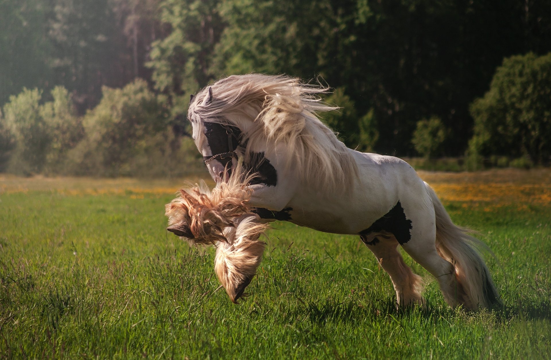 HD wallpaper of a horse with a flowing mane running joyfully through a lush green meadow, with a forest in the background.
