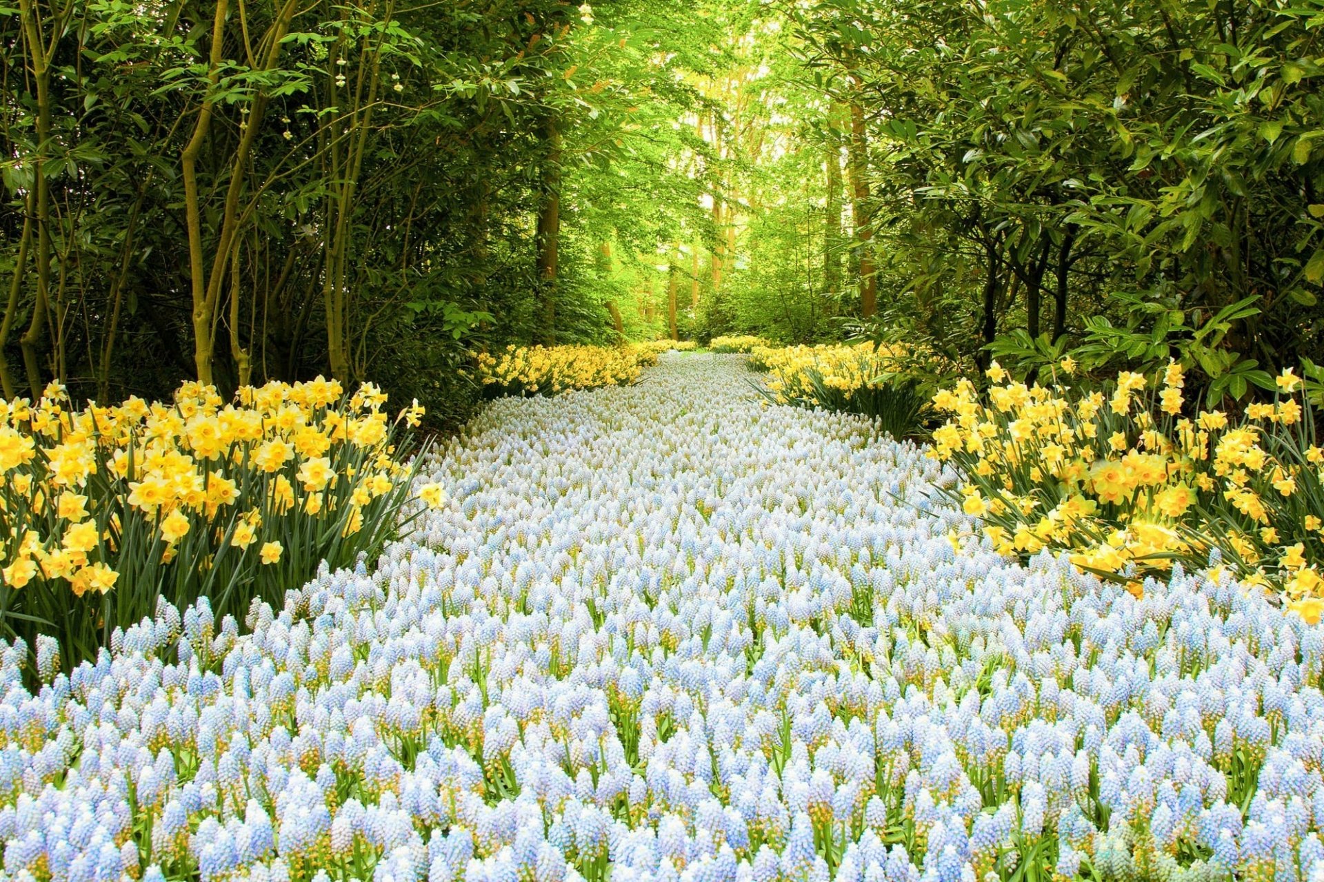 Flowers in the Forest Flowers in the Forest